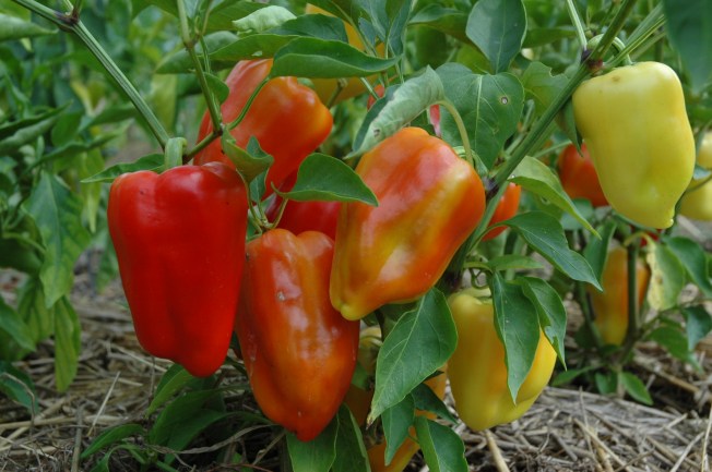 Healthy peppers